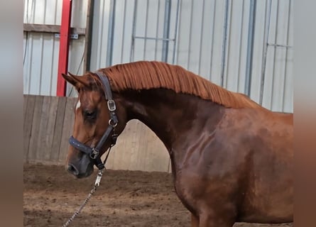 Koń hanowerski, Klacz, 4 lat, 168 cm, Kasztanowata