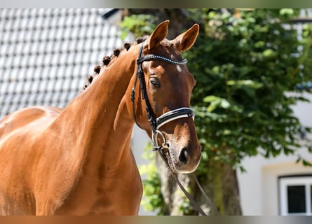 Koń hanowerski, Klacz, 4 lat, 168 cm, Kasztanowata