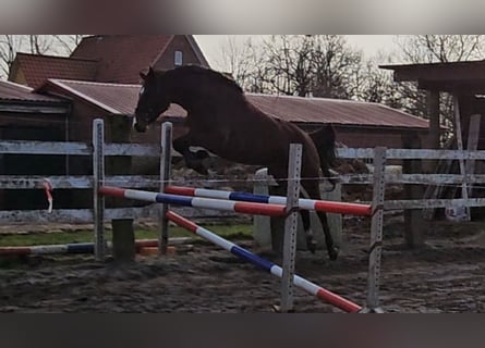 Koń hanowerski, Klacz, 4 lat, 168 cm