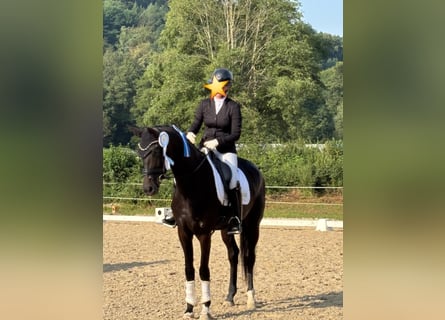 Koń hanowerski, Klacz, 4 lat, 168 cm, Skarogniada