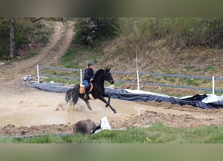 Koń hanowerski, Klacz, 4 lat, 168 cm, Skarogniada