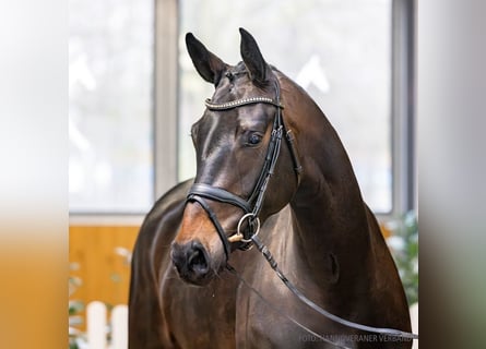 Koń hanowerski, Klacz, 4 lat, 169 cm, Ciemnogniada