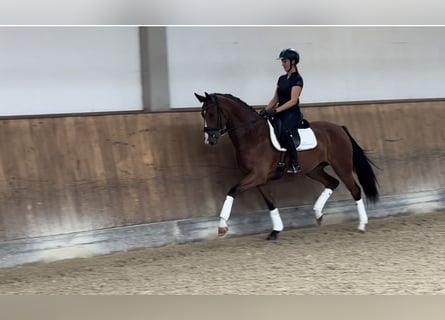 Koń hanowerski, Klacz, 4 lat, 169 cm, Gniada
