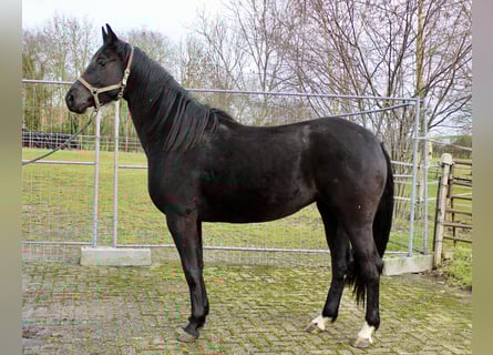 Koń hanowerski, Klacz, 4 lat, 169 cm, Kara