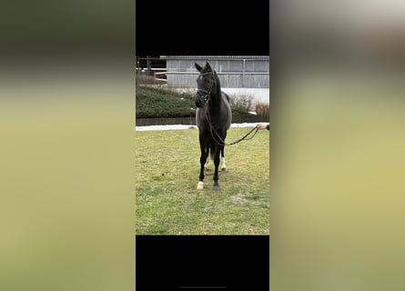 Koń hanowerski, Klacz, 4 lat, 169 cm, Kara