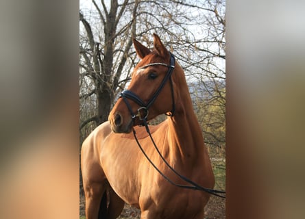 Koń hanowerski, Klacz, 4 lat, 169 cm, Kasztanowata