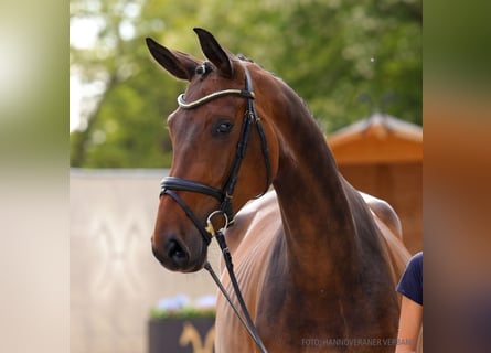 Koń hanowerski, Klacz, 4 lat, 169 cm, Siwa