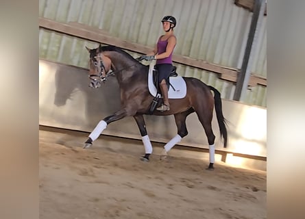 Koń hanowerski, Klacz, 4 lat, 170 cm, Ciemnogniada