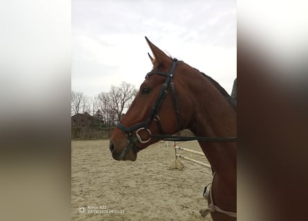 Koń hanowerski, Klacz, 4 lat, 170 cm, Gniada