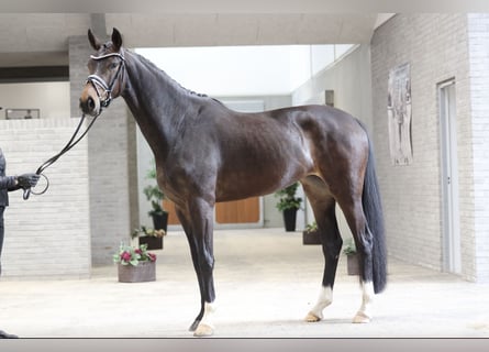 Koń hanowerski, Klacz, 4 lat, 170 cm, Gniada