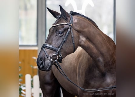 Koń hanowerski, Klacz, 4 lat, 170 cm, Kara