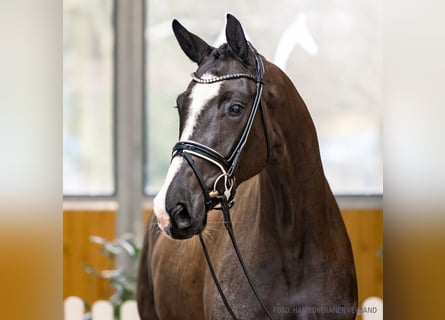 Koń hanowerski, Klacz, 4 lat, 171 cm, Skarogniada