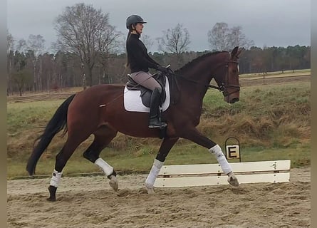 Koń hanowerski, Klacz, 4 lat, 172 cm, Ciemnogniada