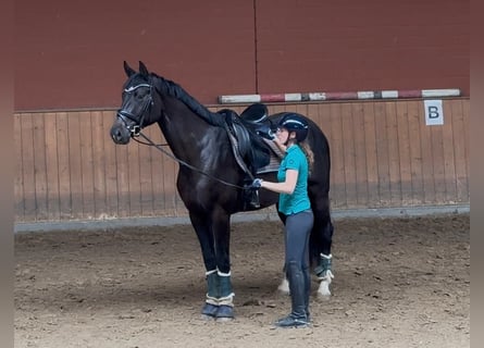 Koń hanowerski, Klacz, 4 lat, 172 cm, Kara