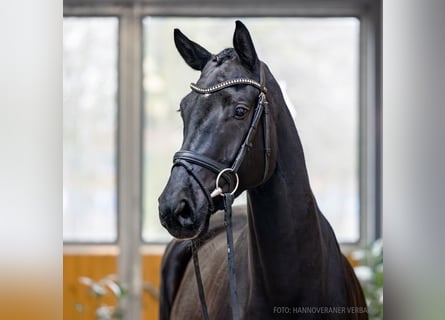Koń hanowerski, Klacz, 4 lat, 172 cm, Kara