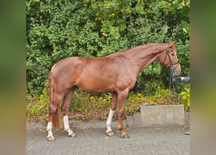 Koń hanowerski, Klacz, 4 lat, 172 cm, Kasztanowata