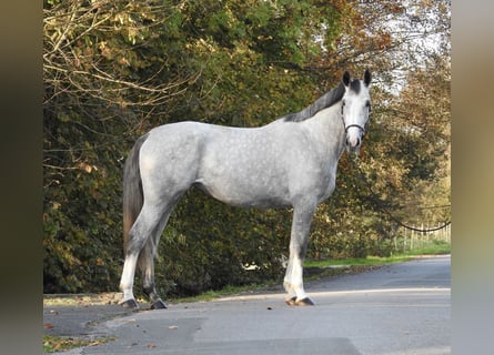 Koń hanowerski, Klacz, 4 lat, 172 cm, Siwa