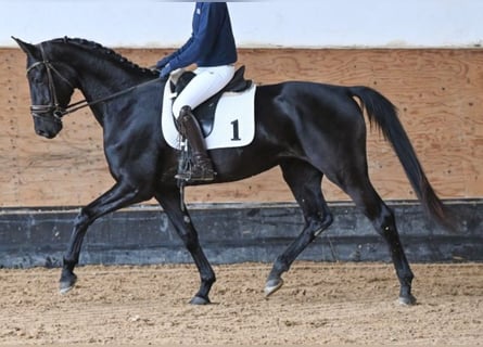 Koń hanowerski, Klacz, 4 lat, 173 cm, Kara