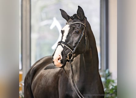 Koń hanowerski, Klacz, 4 lat, 175 cm, Kara