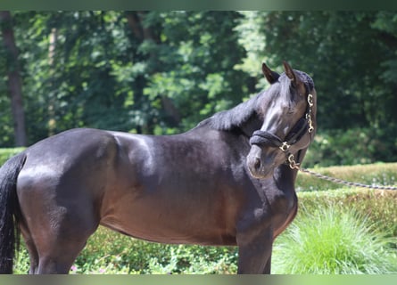 Koń hanowerski, Klacz, 4 lat, 175 cm, Skarogniada