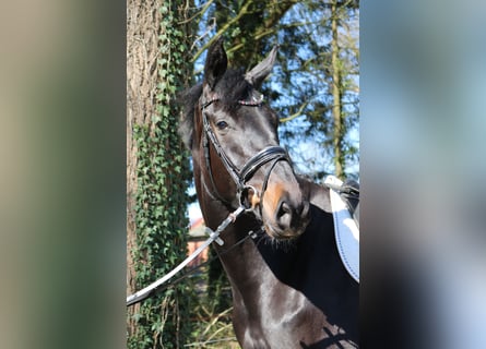 Koń hanowerski, Klacz, 4 lat, 180 cm, Ciemnogniada