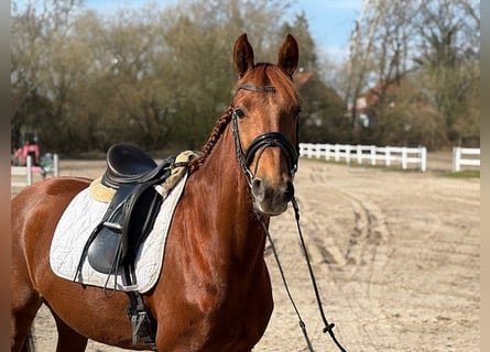 Koń hanowerski, Klacz, 5 lat, 158 cm, Ciemnokasztanowata
