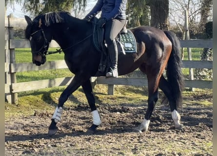 Koń hanowerski, Klacz, 5 lat, 160 cm, Ciemnogniada