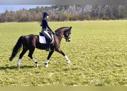 Koń hanowerski, Klacz, 5 lat, 160 cm, Gniada