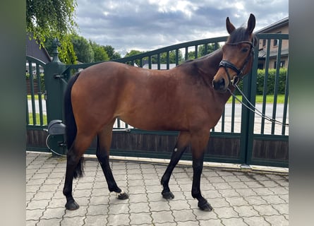 Koń hanowerski, Klacz, 5 lat, 162 cm, Gniada