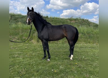 Koń hanowerski, Klacz, 5 lat, 162 cm, Kara