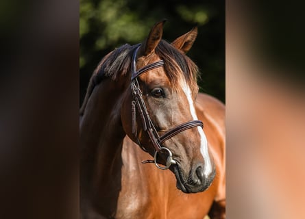 Koń hanowerski, Klacz, 5 lat, 163 cm, Gniada
