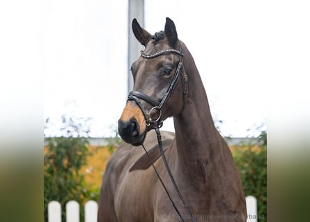 Koń hanowerski, Klacz, 5 lat, 164 cm, Ciemnogniada