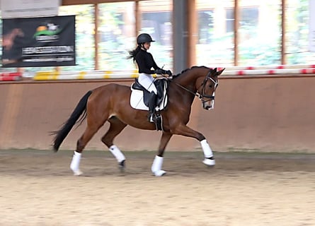Koń hanowerski, Klacz, 5 lat, 164 cm, Gniada