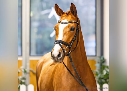 Koń hanowerski, Klacz, 5 lat, 164 cm, Kasztanowata