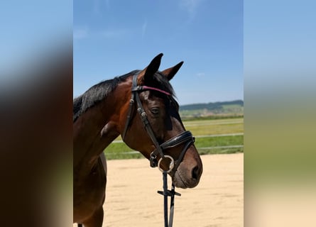 Koń hanowerski, Klacz, 5 lat, 165 cm, Ciemnogniada