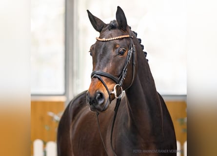 Koń hanowerski, Klacz, 5 lat, 165 cm, Ciemnogniada