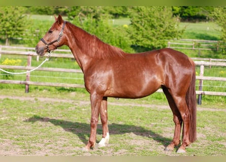 Koń hanowerski, Klacz, 5 lat, 165 cm, Ciemnokasztanowata