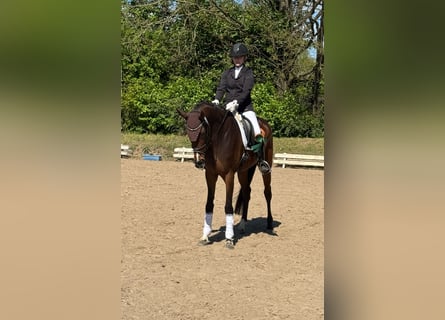Koń hanowerski, Klacz, 5 lat, 165 cm, Gniada