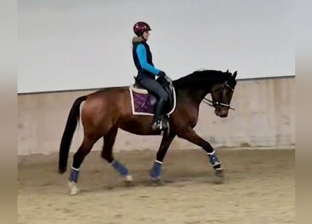 Koń hanowerski, Klacz, 5 lat, 165 cm, Gniada