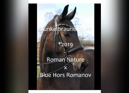 Koń hanowerski, Klacz, 5 lat, 165 cm, Gniada