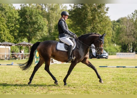 Koń hanowerski, Klacz, 5 lat, 165 cm, Gniada