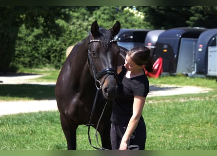 Koń hanowerski, Klacz, 5 lat, 165 cm, Kara