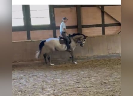 Koń hanowerski, Klacz, 5 lat, 165 cm, Siwa