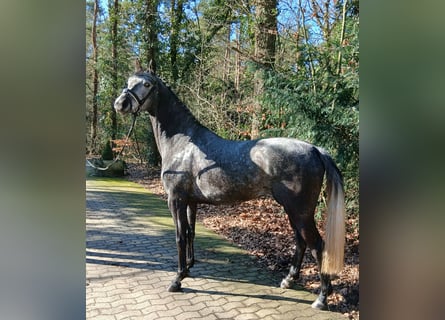 Koń hanowerski, Klacz, 5 lat, 165 cm, Siwa