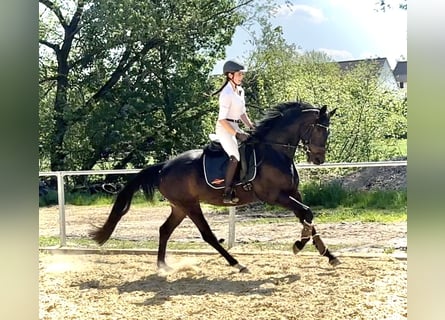 Koń hanowerski, Klacz, 5 lat, 165 cm, Skarogniada