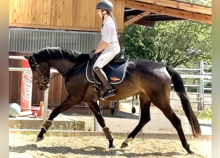 Koń hanowerski, Klacz, 5 lat, 165 cm, Skarogniada