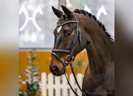 Koń hanowerski, Klacz, 5 lat, 166 cm, Ciemnogniada