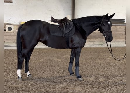Koń hanowerski, Klacz, 5 lat, 166 cm, Kara