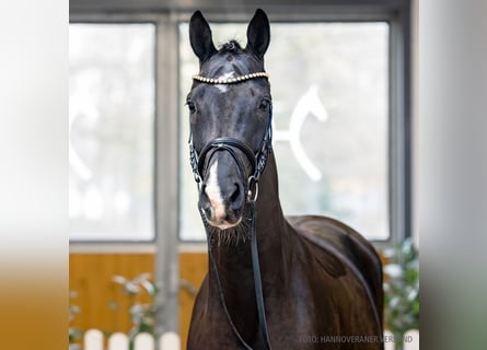 Koń hanowerski, Klacz, 5 lat, 166 cm, Kara