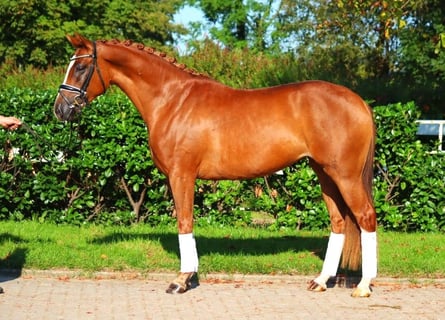 Koń hanowerski, Klacz, 5 lat, 166 cm, Kasztanowata